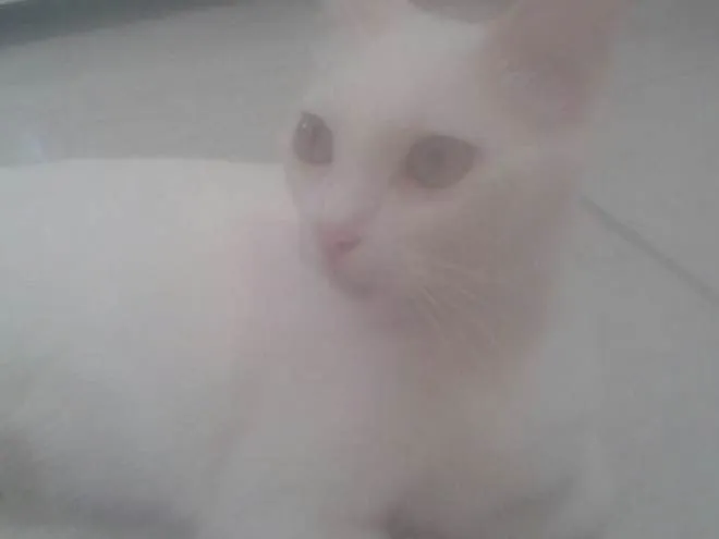 Gato raça E misturado  idade  nome Lili