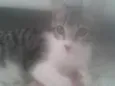 Lili