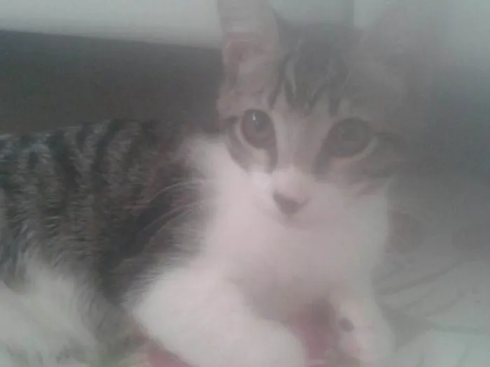 Gato raça E misturado  idade  nome Lili