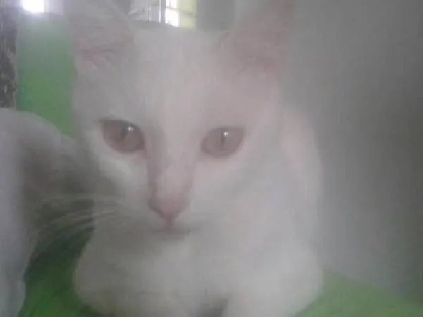 Gato raça E misturado  idade  nome Lili