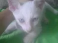 Lili