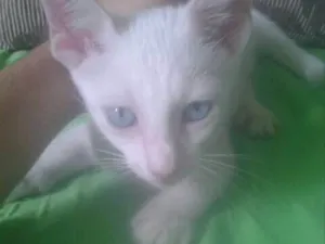 Gato raça E misturado  idade  nome Lili