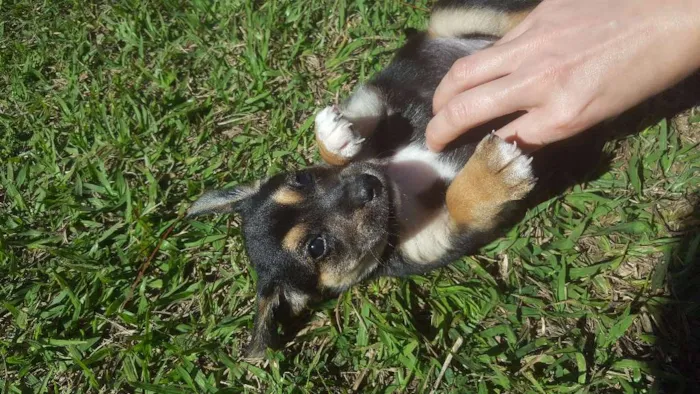 Cachorro raça SRD idade Abaixo de 2 meses nome não tem
