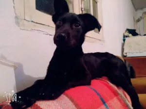 Cachorro raça Vira lata idade 2 a 6 meses nome Scooby