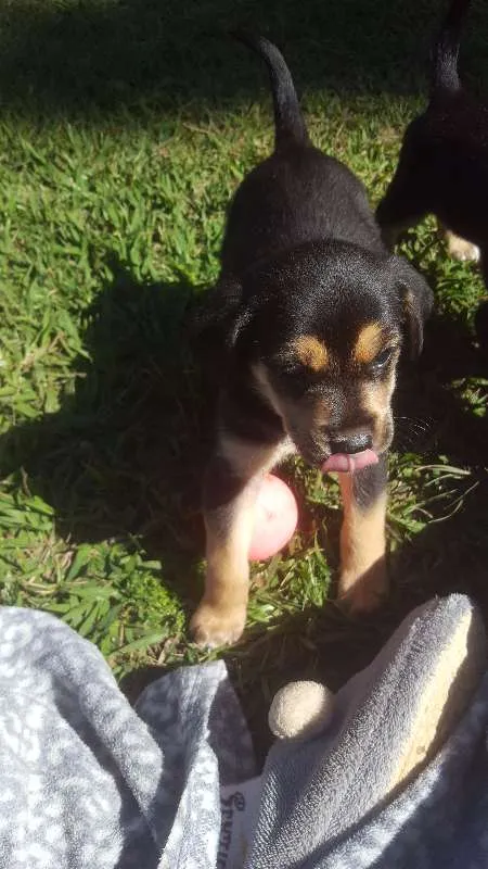 Cachorro raça SRD idade Abaixo de 2 meses nome não tem