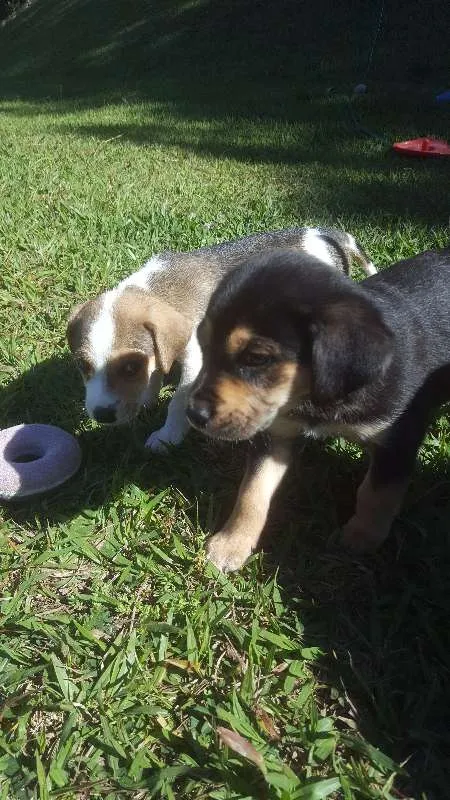 Cachorro raça SRD idade Abaixo de 2 meses nome não tem