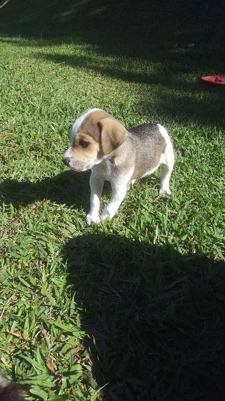 Cachorro raça SRD idade Abaixo de 2 meses nome não tem