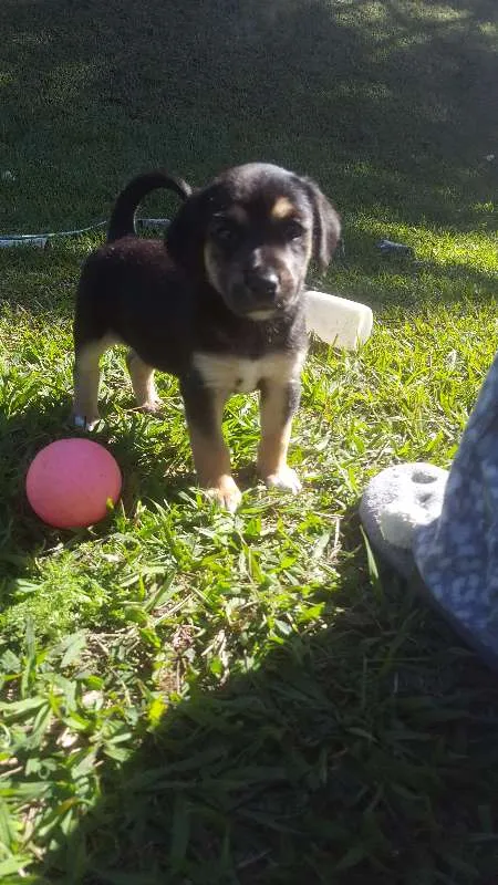 Cachorro raça SRD idade Abaixo de 2 meses nome não tem