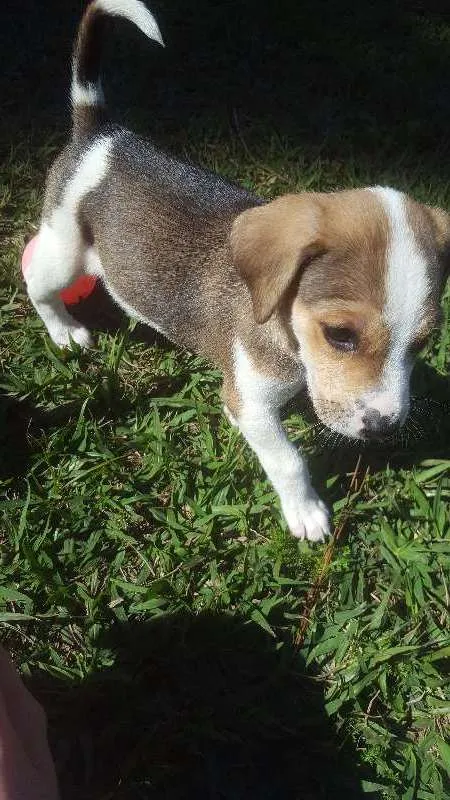 Cachorro raça SRD idade Abaixo de 2 meses nome não tem
