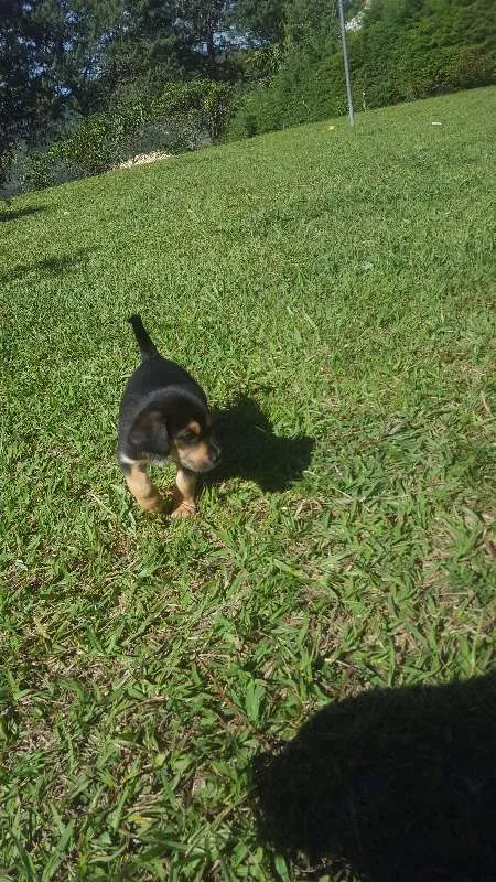 Cachorro raça SRD idade Abaixo de 2 meses nome não tem
