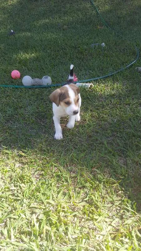 Cachorro raça SRD idade Abaixo de 2 meses nome não tem
