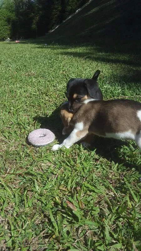 Cachorro raça SRD idade Abaixo de 2 meses nome não tem