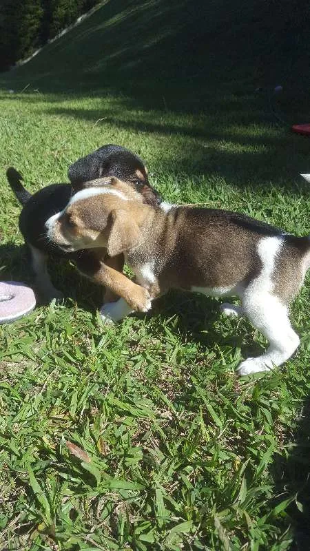 Cachorro raça SRD idade Abaixo de 2 meses nome não tem