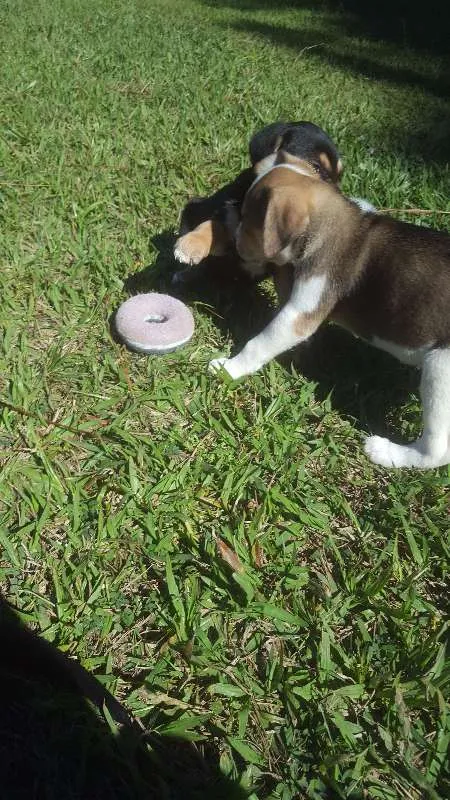 Cachorro raça SRD idade Abaixo de 2 meses nome não tem