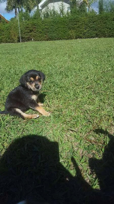 Cachorro raça SRD idade Abaixo de 2 meses nome não tem