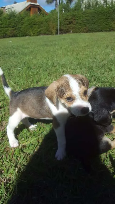 Cachorro raça SRD idade Abaixo de 2 meses nome não tem