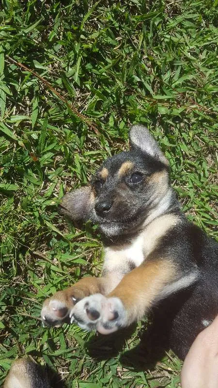 Cachorro raça SRD idade Abaixo de 2 meses nome não tem