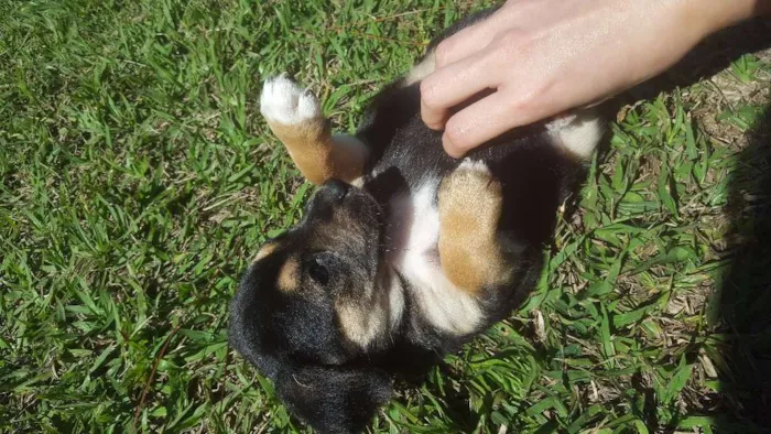 Cachorro raça SRD idade Abaixo de 2 meses nome não tem