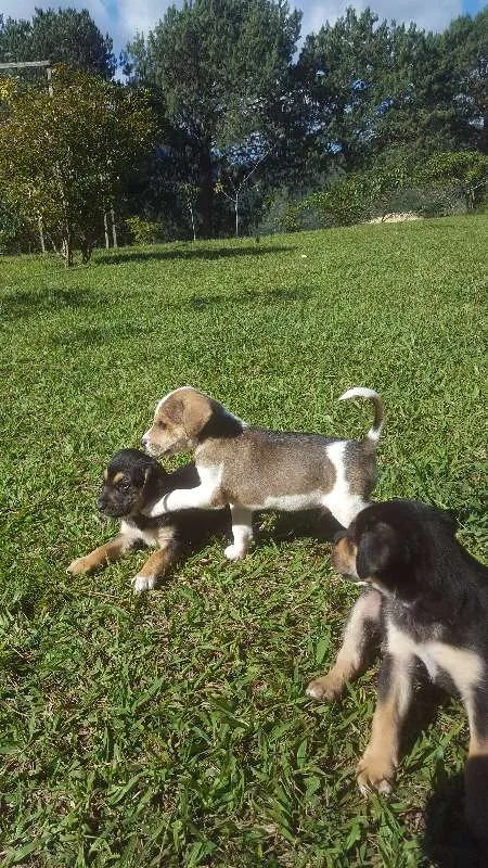 Cachorro raça SRD idade Abaixo de 2 meses nome não tem