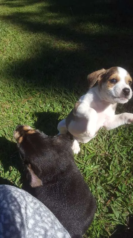 Cachorro raça SRD idade Abaixo de 2 meses nome não tem
