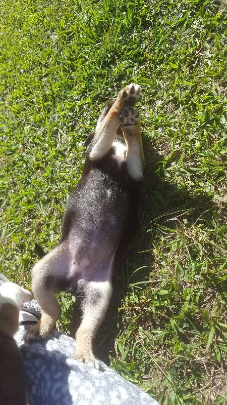Cachorro raça SRD idade Abaixo de 2 meses nome não tem