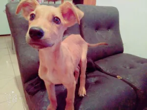 Cachorro raça Vira lata idade 2 a 6 meses nome Tonny