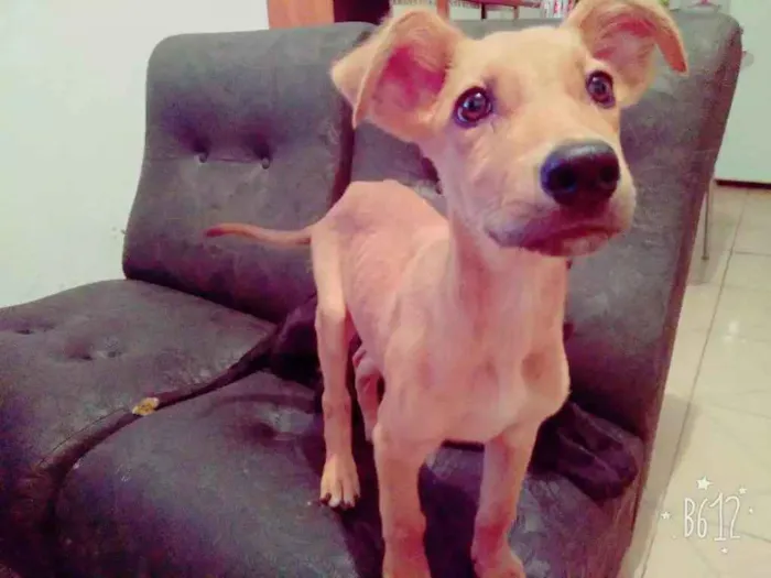Cachorro ra a Vira lata idade 2 a 6 meses nome Tonny