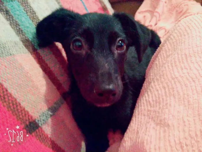Cachorro ra a Vira lata idade 2 a 6 meses nome Ninno