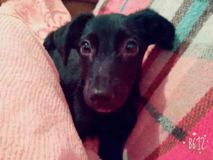 Cachorro ra a Vira lata idade 2 a 6 meses nome Ninno