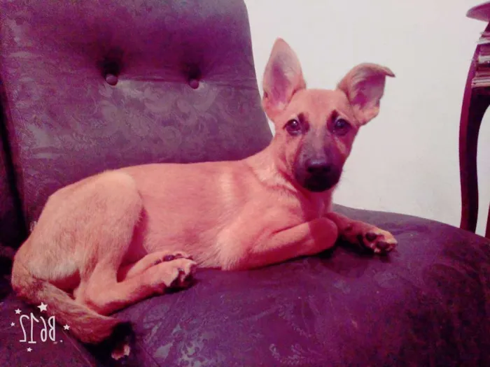 Cachorro ra a Vira lata idade 2 a 6 meses nome Paçoca