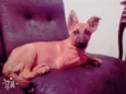 Paçoca