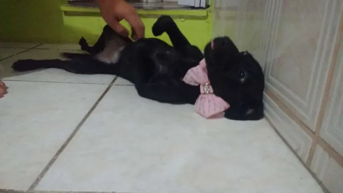 Cachorro raça Indefinido idade 2 a 6 meses nome Amora