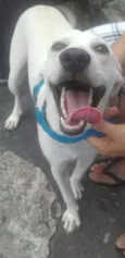 Bino