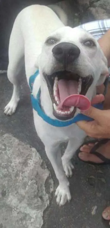 Cachorro ra a SRD idade 2 anos nome Bino