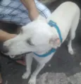 Bino