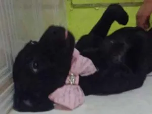 Cachorro raça Indefinido idade 2 a 6 meses nome Amora