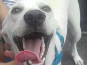 Cachorro raça SRD idade 2 anos nome Bino