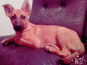 Cachorro raça Vira lata idade 2 a 6 meses nome Paçoca