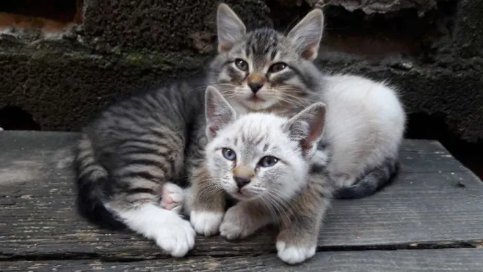 Gato ra a mestiço idade Abaixo de 2 meses nome resta apenas um
