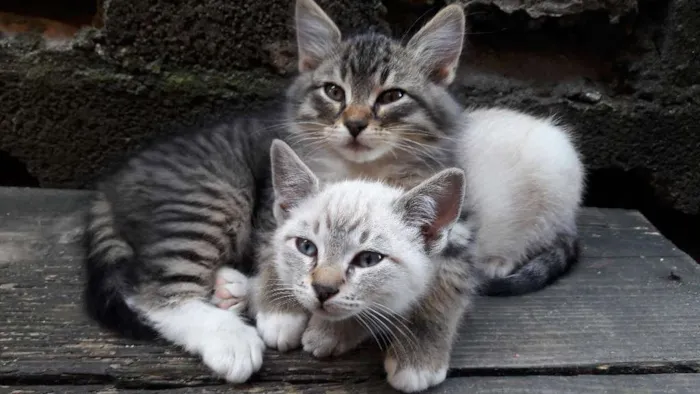 Gato ra a mestiço idade Abaixo de 2 meses nome resta apenas um