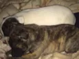 Mili