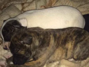 Cachorro raça  idade  nome Mili