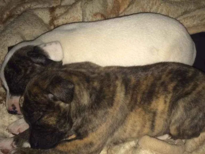 Cachorro ra a  idade  nome Mili