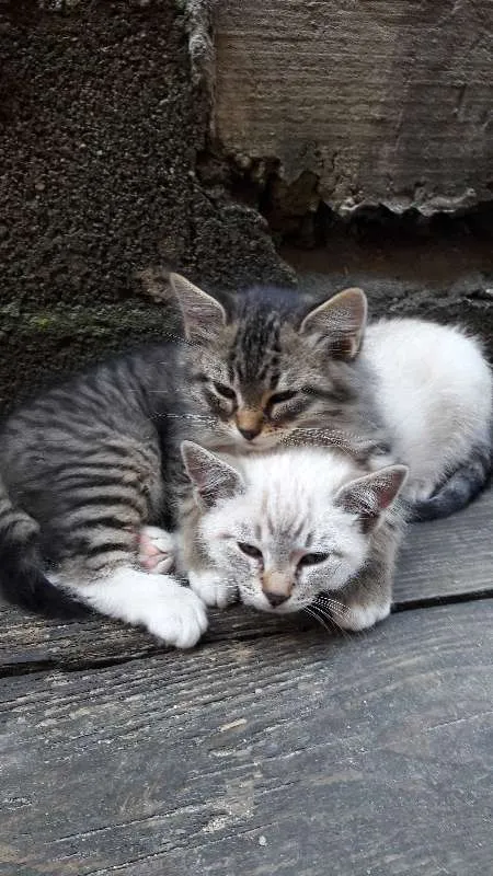 Gato ra a mestiço idade Abaixo de 2 meses nome resta apenas um