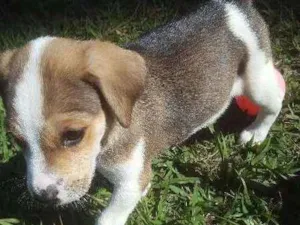 Cachorro raça SRD idade Abaixo de 2 meses nome não tem