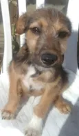 Zeca