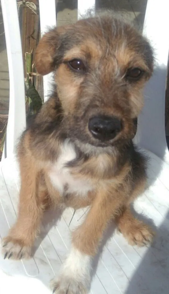 Cachorro ra a SRD idade 7 a 11 meses nome Zeca