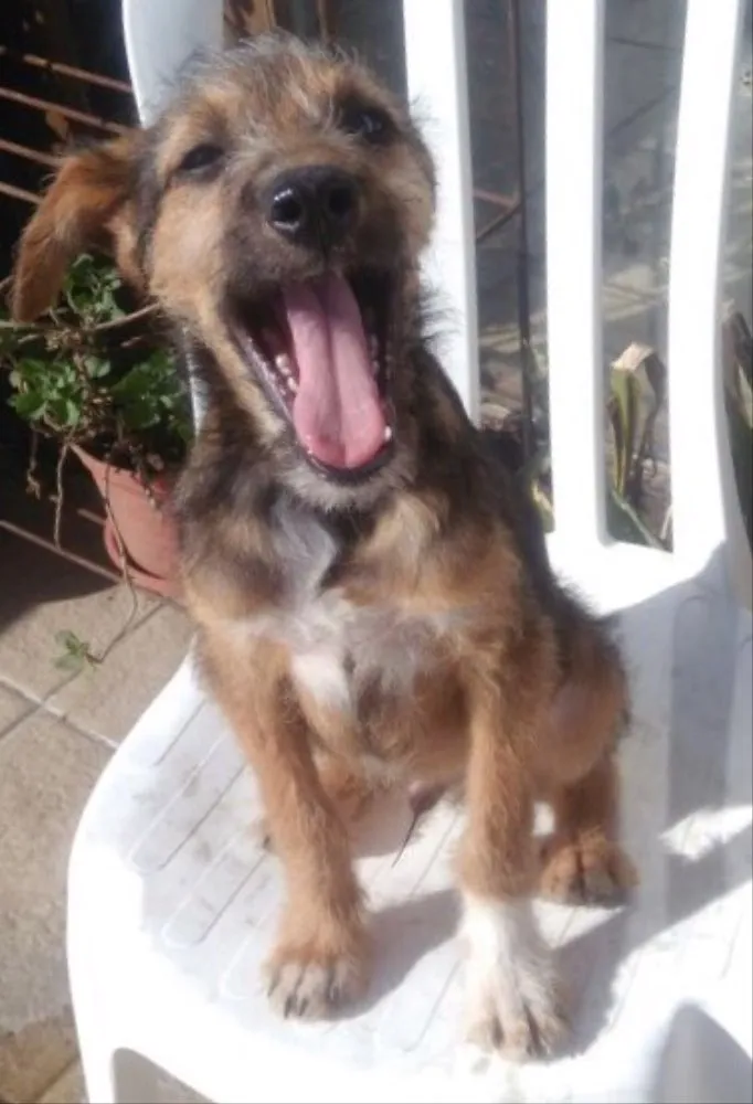 Cachorro ra a SRD idade 7 a 11 meses nome Zeca