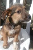 Zeca