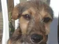 Zeca